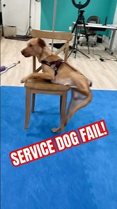 SERVICE DOG FAIL! 🤦🏼‍♀️