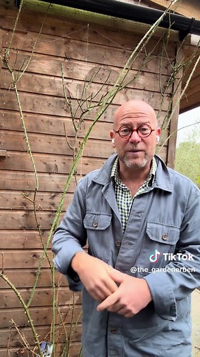 Pruning Techniques for Climbing Roses: A Step-by-Step Guide