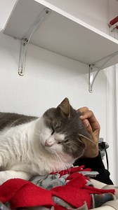 138K views · 21K reactions | Former feral Mama gently asking for pets 梁 #cats #catlover #cutecat #bcrmagic #blindcat #funny #trending #fiv #felv #rescue #catpeople #nonprofit | Blind Cat Rescue and Sanctuary, Inc. | Facebook