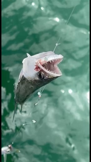 The sabiki rig always works!