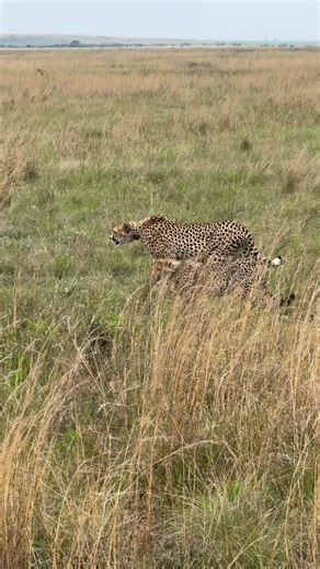 Spotted after a good meal! 🐆 These 7-month-old cheetah cubs are growing fast and learning all the right survival skills — today’s lesson: never miss out on mom’s kill! 🍽️ After a successful meal, this little family took a well-earned walk through the grasslands of Nambiti, full bellies and happy purrs all around 💛 #CheetahCubs #NambitiPrivateGameReserve #WildlifeMoments #BigCatDiaries #CheetahChronicles #WildAndFree #AfricanSafari #NatureLovers #ConservationInAction #CheetahFamily #LifeInTheB