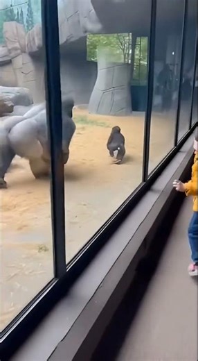 The Gorilla Started Running… Then Everyone Copied 😳🦍