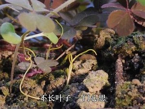 昆虫界的“丧尸病毒”，控制宿主行尸走肉！#昆虫 #好奇昆虫 #植物科普 #菟丝子#神奇的大自然 #植物 #寄生