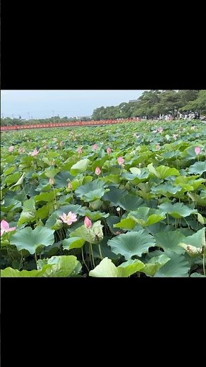 東京ドーム４個分もある、新潟県上越市「高田城址公園」の蓮の花が見頃を迎えています #新潟県 #上越市 #蓮の花