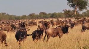 This wildebeest herd was spotted near Grumeti Airstrip, steadily advancing as the Great Migration unfolds across the Western Serengeti. Their journey is gaining momentum -- will a river crossing be next? 🗺️ Where would you go to see wildlife up close? Let us know! This video was taken on 13 June 2025. 📸 - Mawe Lodges #wildebeest #wildebeestmigration #serengetinationalpark | HerdTracker