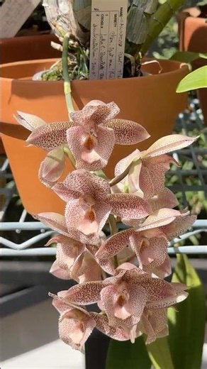 Catasetum Spot Me 'Michel Rios', a real fragrant beauty! #orchid