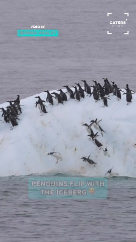 Penguins sent flying as iceberg suddenly flips in Antarctica