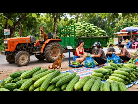 Use Truck to Harvesting 1000+ Giant Luffa Sponge Gourd, Go to Countryside Market Sell