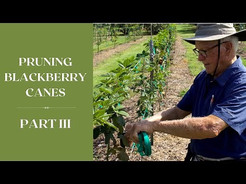 How to Prune BLACKBERRY Canes PART III I Dr. Arlie Powell I INCREASING YEILD