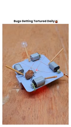 Bugs Getting Tortured 🪲 on Instagram: "When That Uninvited Guest Gets Exactly What It Deserves 🔥🪲 It invaded the wrong space at the wrong time. Now it's facing the consequences of crossing the line into human territory. 💥 The discovery: Spotted crawling where it shouldn't be. 💥 The decision: No mercy for home invaders. 💥 The method: Creative justice for the tiny intruder. 💥 The result: One less pest to worry about. The truth? Some creatures just aren't welcome in our spaces. When they cro