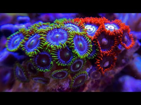 Coral Feeding Time Lapse [Coral Eating]