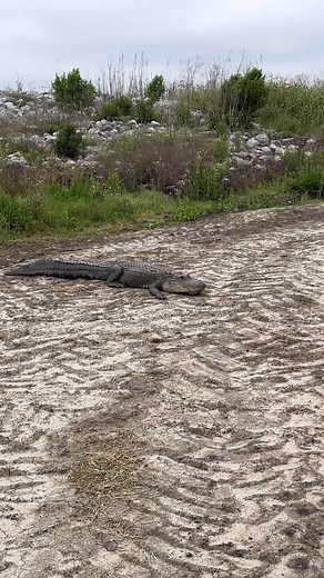 Fastest Alligator in south Louisiana. #alligator #southlouisiana #trackstarchallenge #gator