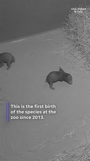 Did you know that sloth bear cubs are born blind? See the tiny newborn cubs recently welcomed at Smithsonian’s National Zoo. #usatodaypets | The Columbus Dispatch