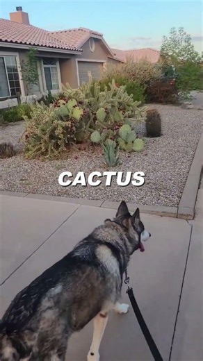 Desert, Tropical, or Low-Maintenance? We Design It Your Way