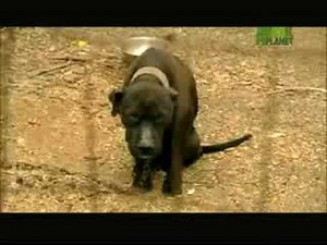 Animal Cops Philly - Day in the Life: Wayne Smith