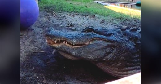 Amazing Animal Of The Week: Watch Piper The Alligator Play Catch With His Keepers!