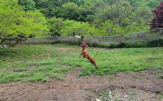 Pharaoh Hounds | YUQEET