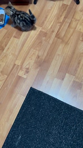 24 reactions · 5 comments | Cilla playing with new toy…I have mice  | Sandy Duncan | Facebook