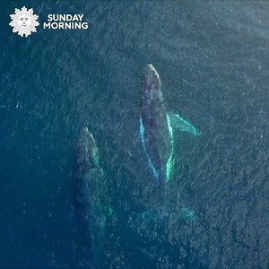 1K views · 1.4K reactions | CBS Sunday Morning on Reels | Facebook