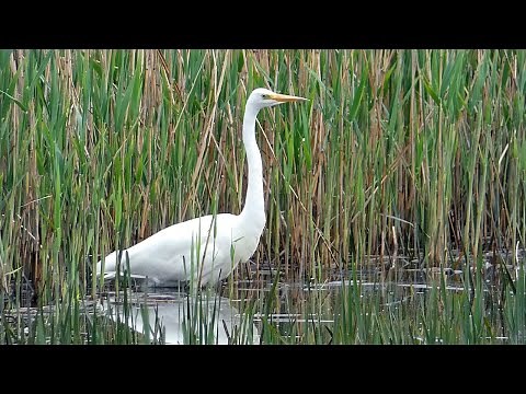 Great White Egret in the Reedbeds at Ham Wall Nature Reserve