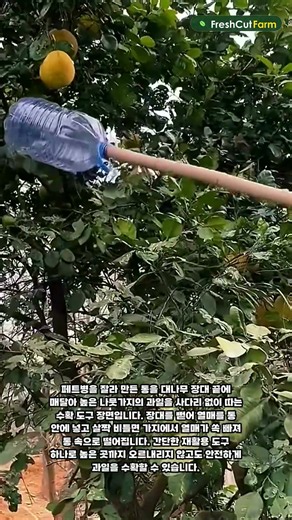 사다리 없이 대나무 장대로 높은 나무 과일을 따는 도구