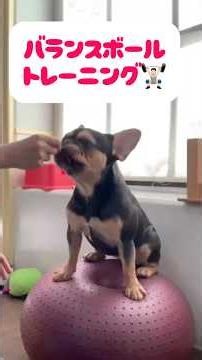 【体幹トレ】プルプル頑張る姿が可愛すぎる！フレブルのバランスボール特訓🐶🔥