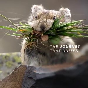 Stay in and explore the animal kingdom with Sir David Attenborough. Life Story premieres tonight, April 4 at 9pm during Wonderstruck. | BBC America