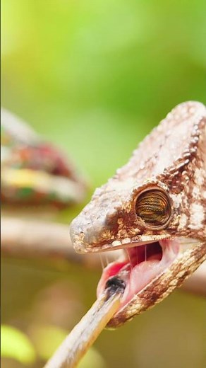 Chameleon Catching its Prey