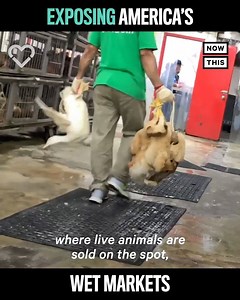 7.5K views · 256 reactions | While wet markets in China have been...