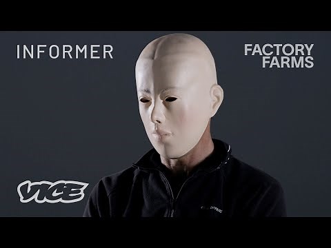 The Disgusting Things I Witnessed in Factory Farms | Informer
