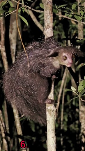 Top 10 Alien Animals on Earth 👽😱