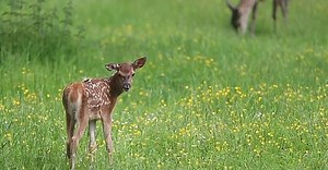 Toccare questi animali significa condannarli a morte: la loro mamma potrebbe rifiutarli e non allattarli più. Nei mesi delle nascite è possibile imbattersi nei cerbiatti, ecco come comportarsi