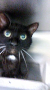 12 shares | EVE - ID #A181481 Female / age unknown (middle aged 6-9...