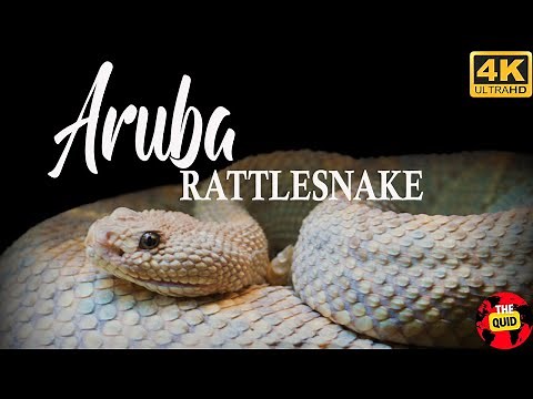 Aruba Island Rattlesnake Full Documentary