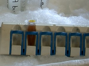 Genome-wide Snapshot of Chromatin Regulators and States in Xenopus Embryos by ChIP-Seq