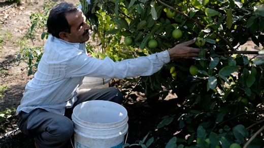 Tree, Leaves, Fruit, Guava