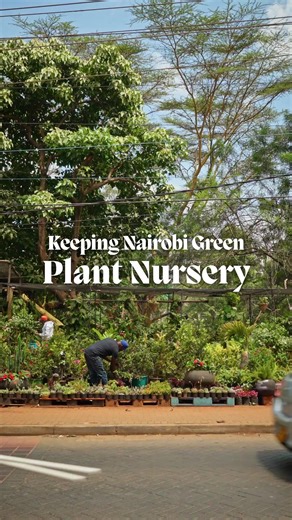 Exploring Nairobi's Green Spaces with Plant Seller David