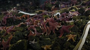 The unbelievable way starfish walk with thousands of moving parts