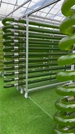 This Green Water Isn’t Water… It’s Future Fuel! 🌱⛽ Open Pond Bioreactor Explained #shorts