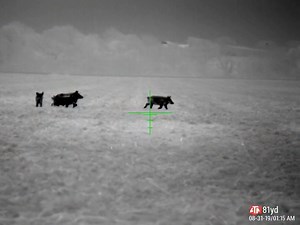 28K views · 709 reactions | The #ThOR4 640 2.5-25x #thermalscope gives #ATN Ambassador Tony Montoya the clarity and precision he needs to take out this Texas sounder with ease. Proof is in the video. Get your gear here: https://www.futureofoptics.com/thor-4.html | ATN | Facebook