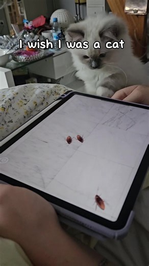 big sister molly #ragdoll #fyp #playtime