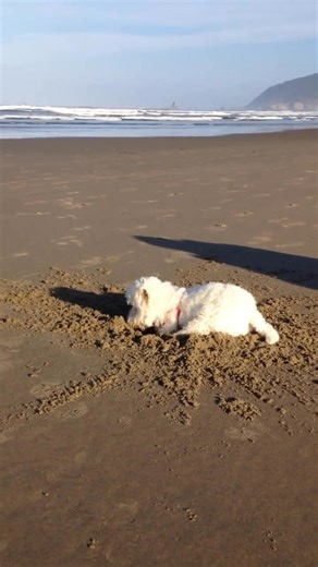 Piper only loves digging in sand and Cannon Beach in Oregon is her very favourite place. She makes the best memories right here on the beach by the ocean ❤️ #funnydogsofinstagram #dogs #dogsoffacebook #westie #doghumor #dogsandpals #dogsofinstagram #spoileddogs #lovemydog #dogslife | The Piper Chronicles