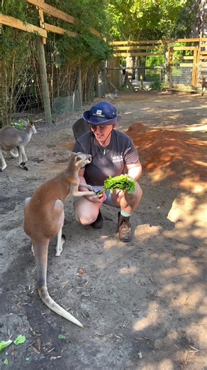 4K views · 171 reactions | Taylor from Animal Care joins us to share fascinating facts about our red kangaroos! 輦 ⁠ ⁠ ⁠ #thisiswildflorida #wildfl #wildfloridaairboats #wildfloridasafari #ilovewf #bewild #bestdaytripever #orlandofl #Orlando #Realflorida #floridawildlife #experienceorlando #stufftodoinorlando #experiencekissimmee | Wild Florida | Facebook