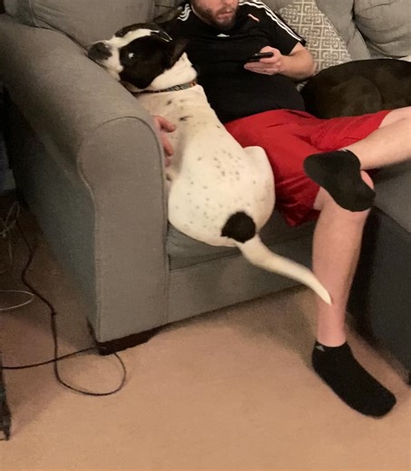 Stray Rescue of St. Louis on Reels