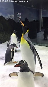 Bubbles are interesting to all sorts of creatures! Credit: SEA LIFE Sydney Aquarium | ViralHog