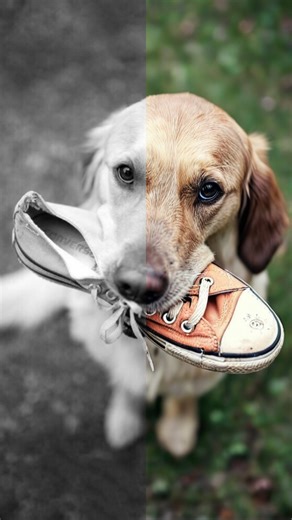 Tensor.Art on Instagram: "Bring Your Memories Back to Life 🌈 Black and white photos hold stories, but what if they could feel like yesterday? With [B&W to Color], faded memories bloom into vibrant moments again. Tag someone who’d love to rediscover their past in full colour.💜 #aitools #timelessmoments #tensorart #aiartcommunity #fyp"