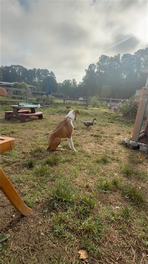 Dog Training with Cookie the Boxer 🐕 🦆 #dogtraining #dogtrainer #farmanimals