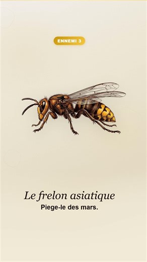 🔢 4 ennemis de tes abeilles a connaitre