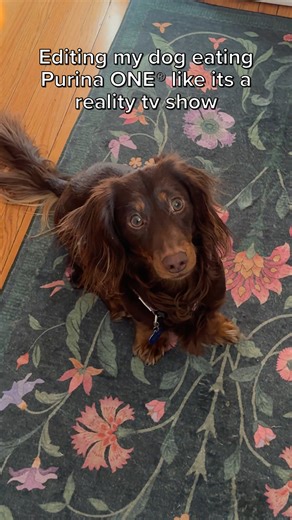 With food this good, everyone will be talking 👀 Head to PurinaONE.com to explore our formulas and make your dog’s food dreams a reality | Purina ONE