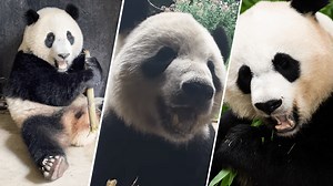 National Zoo pandas land safely in China